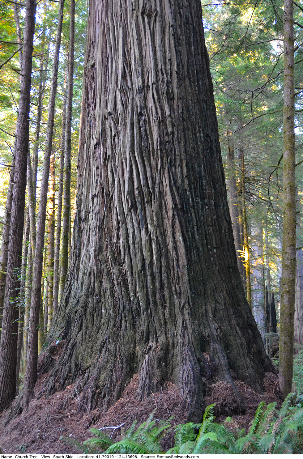 Church Tree