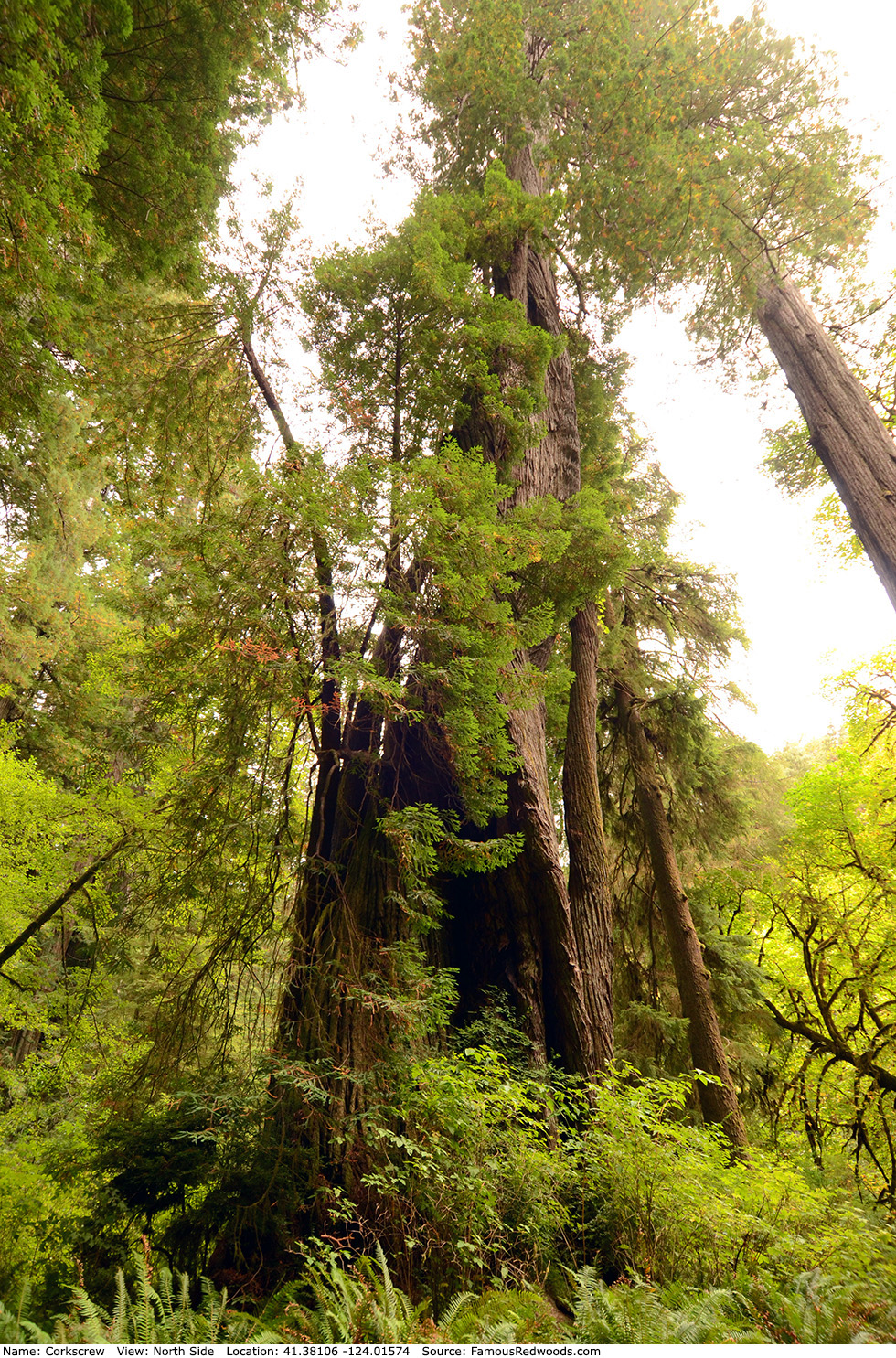 Corkscrew Tree