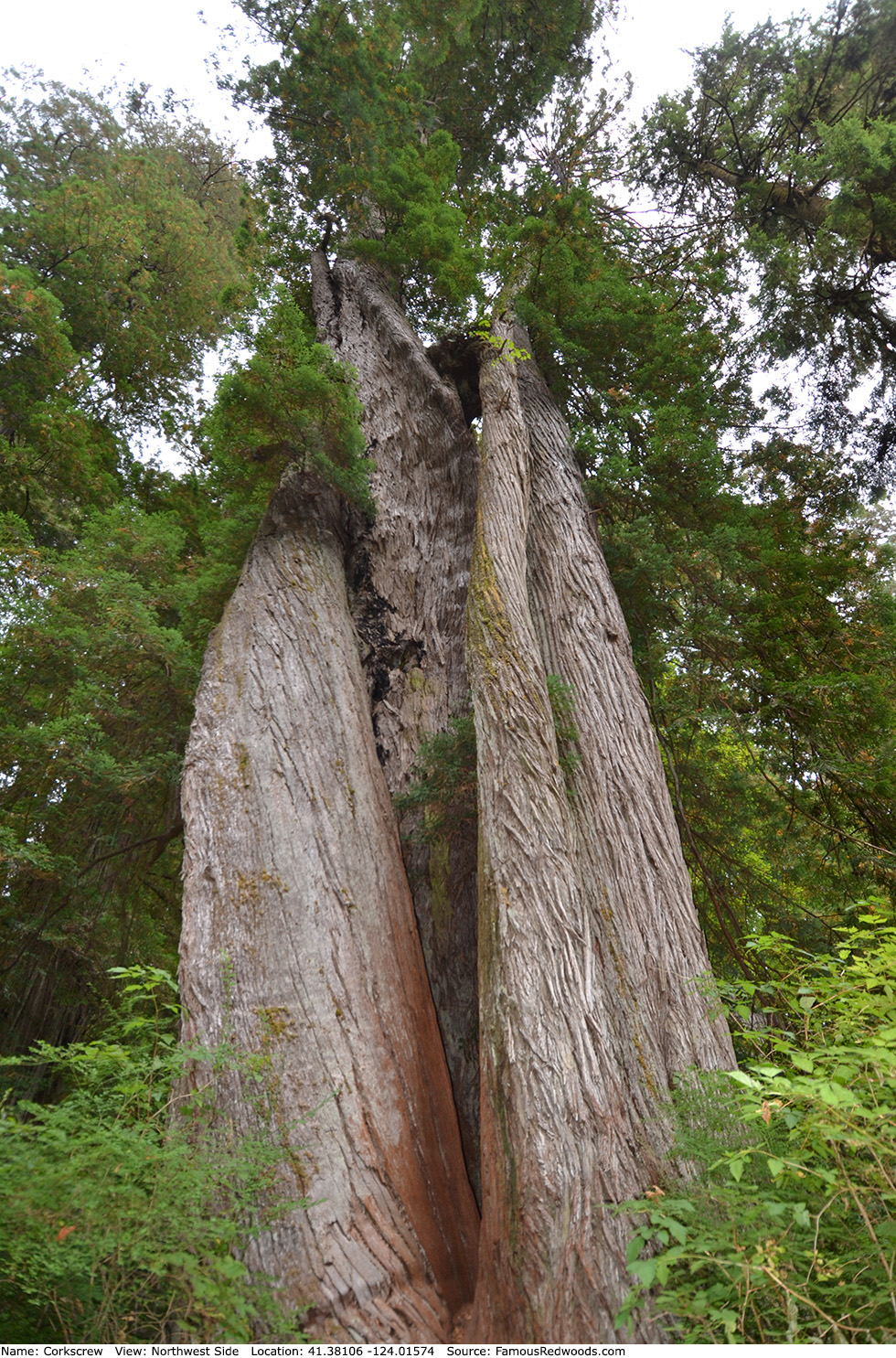 Corkscrew Tree