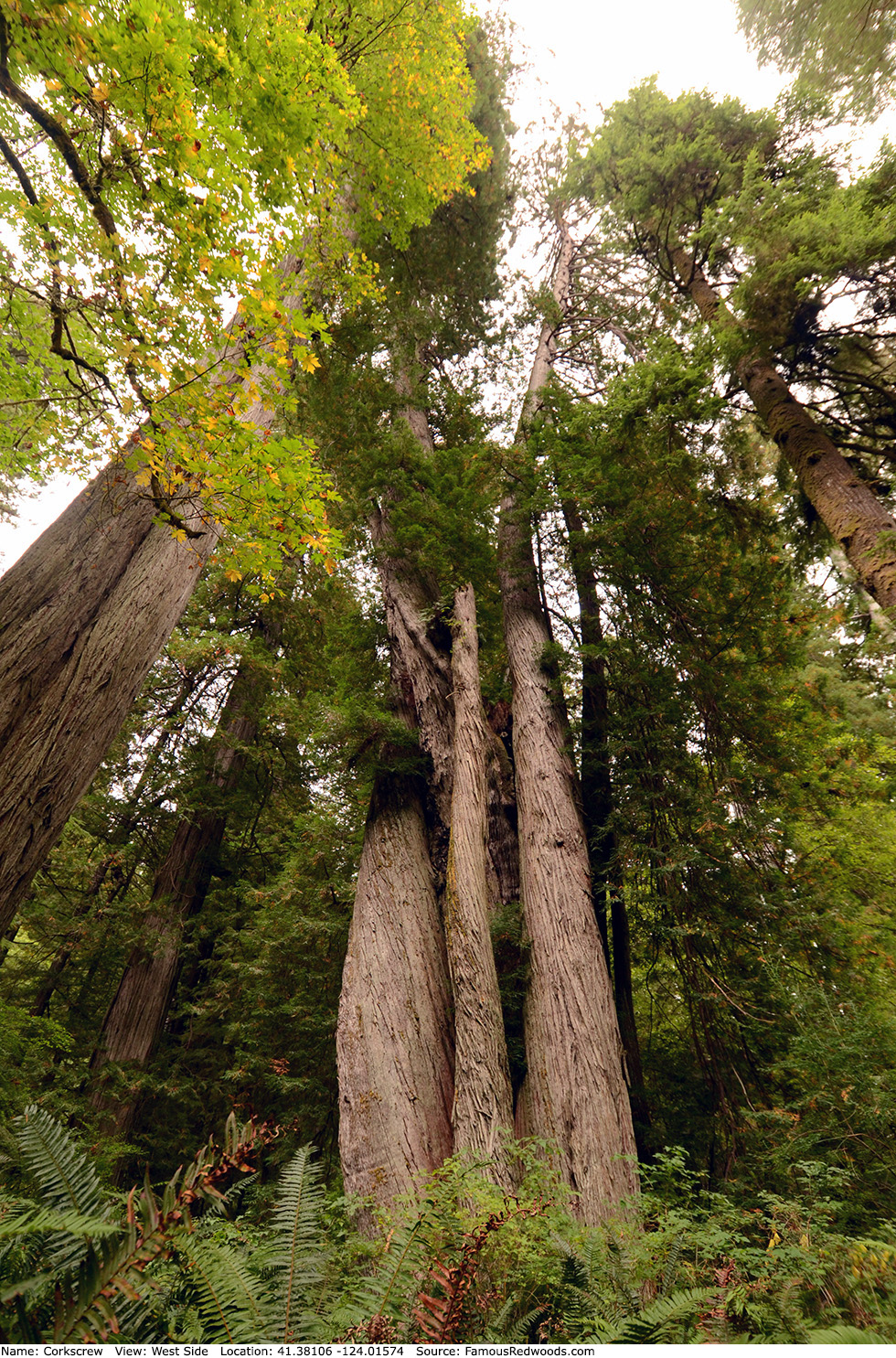 Corkscrew Tree