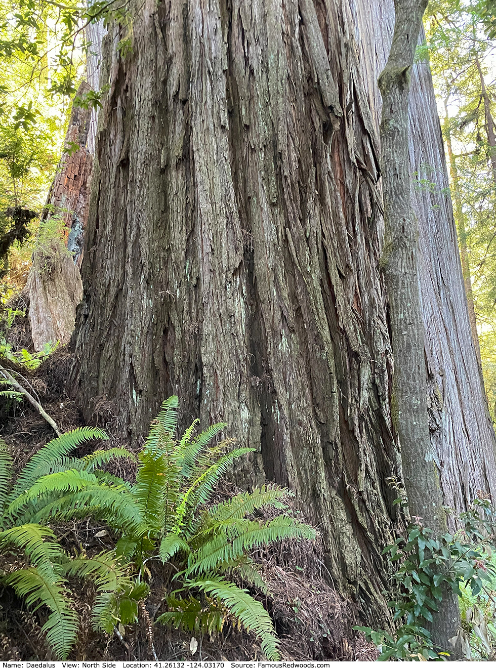 Daedalus Tree