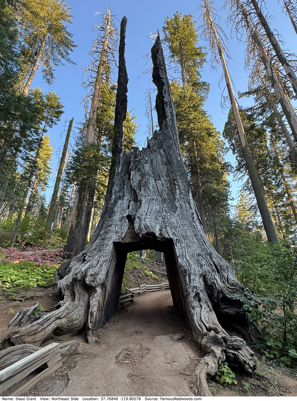 Dead Giant Tree