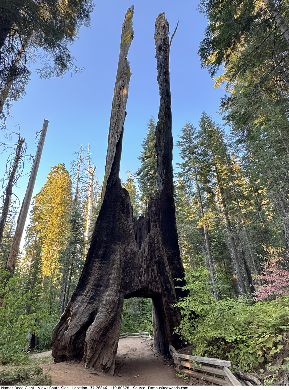 Dead Giant Tree