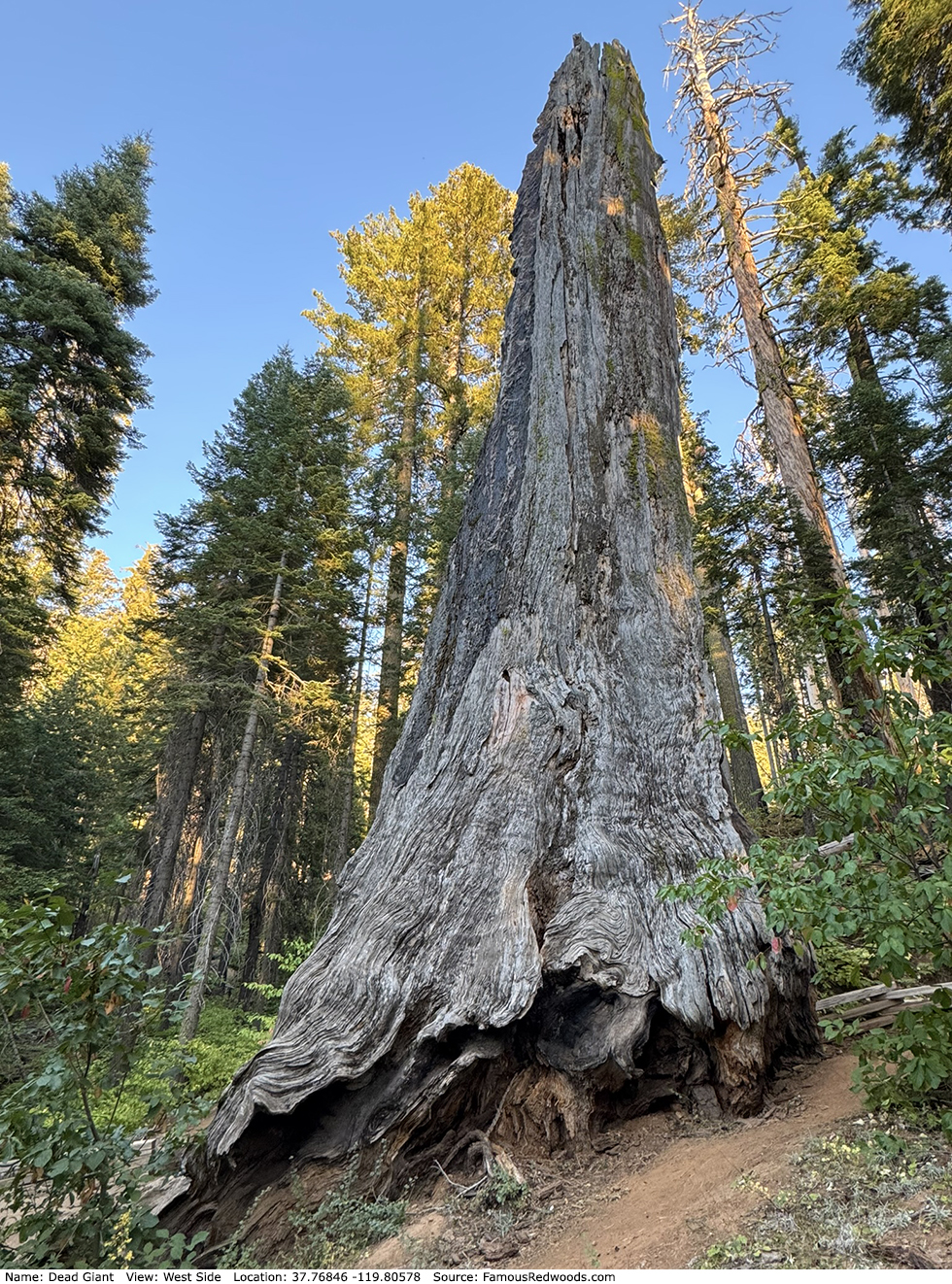 Dead Giant Tree