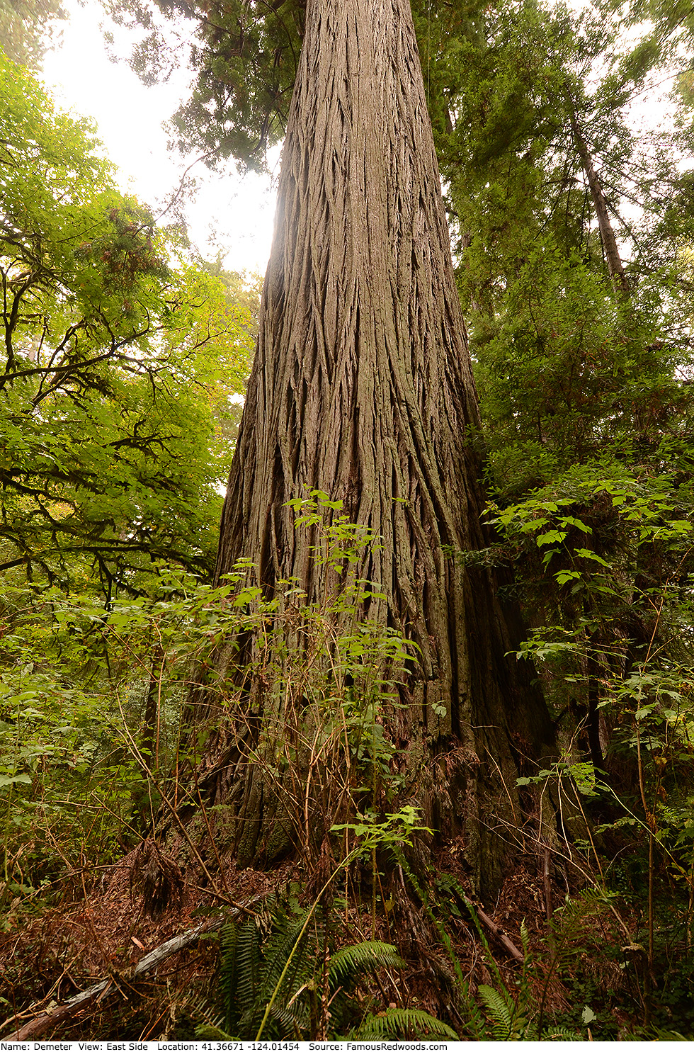 Demeter Tree