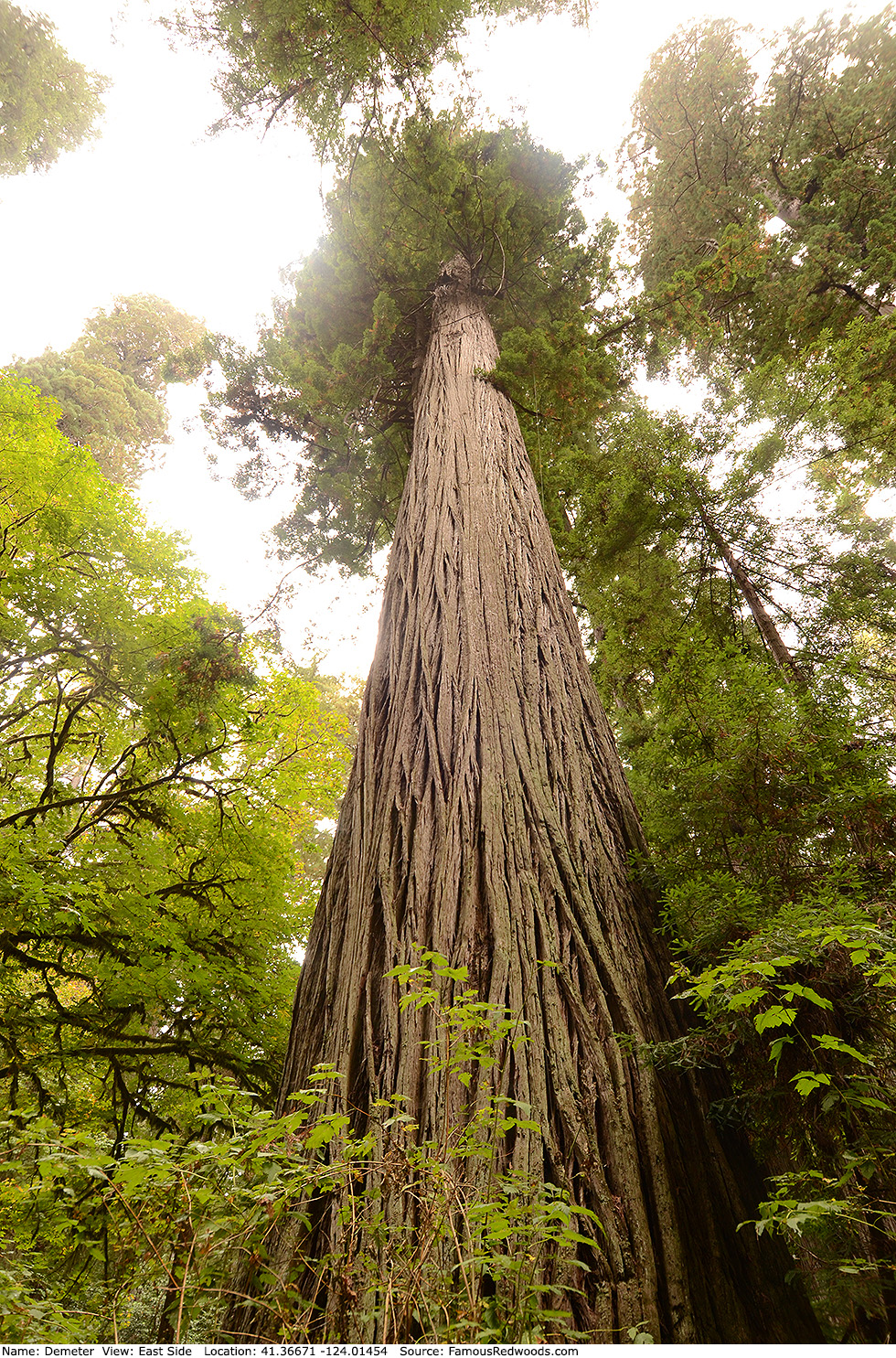 Demeter Tree