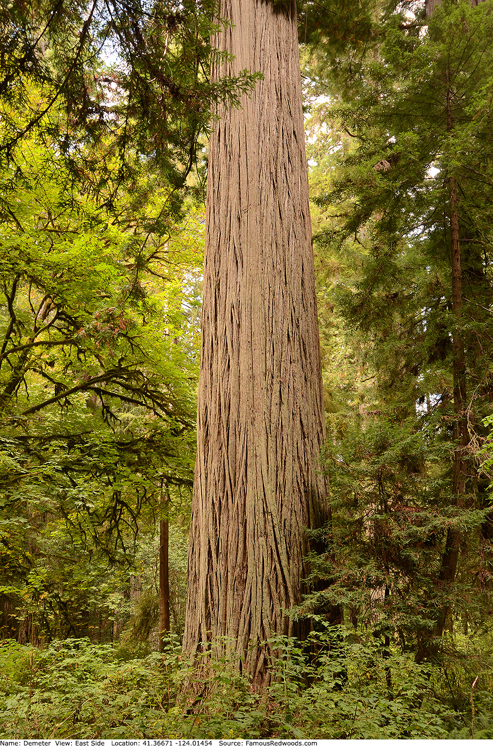 Demeter Tree