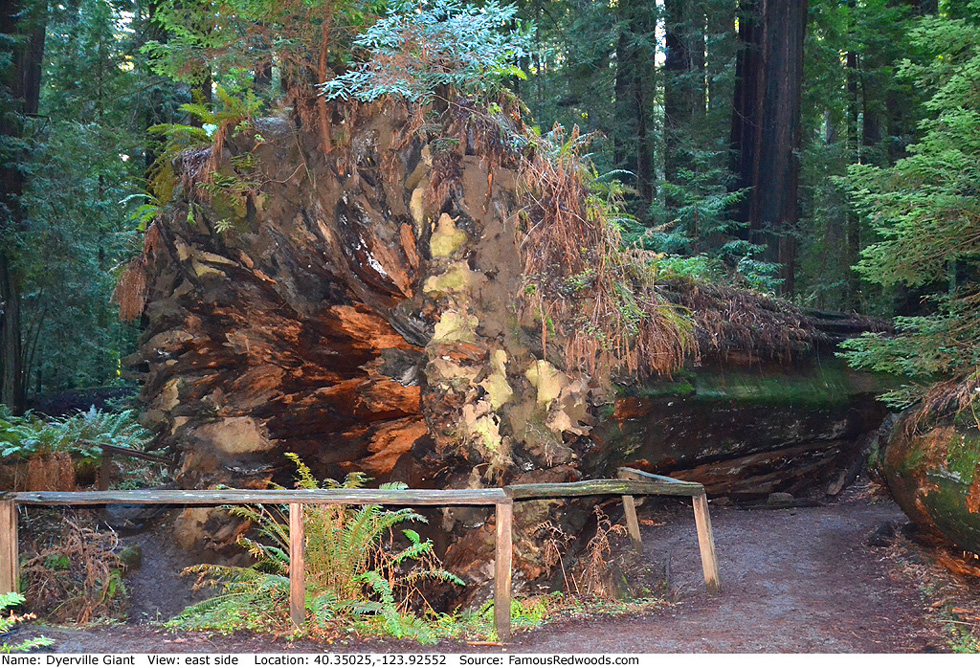 Dyerville Giant Tree