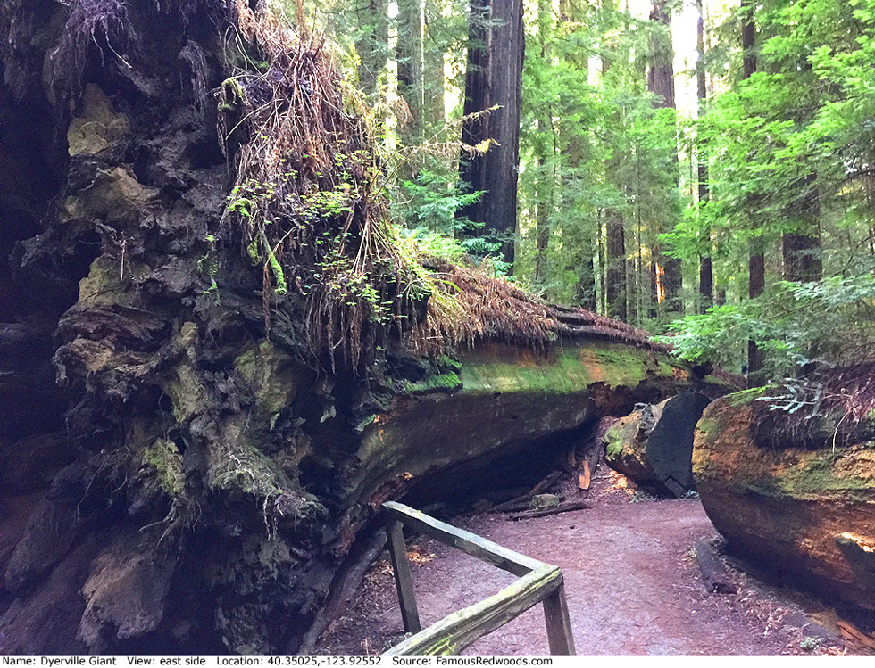 Dyerville Giant Tree