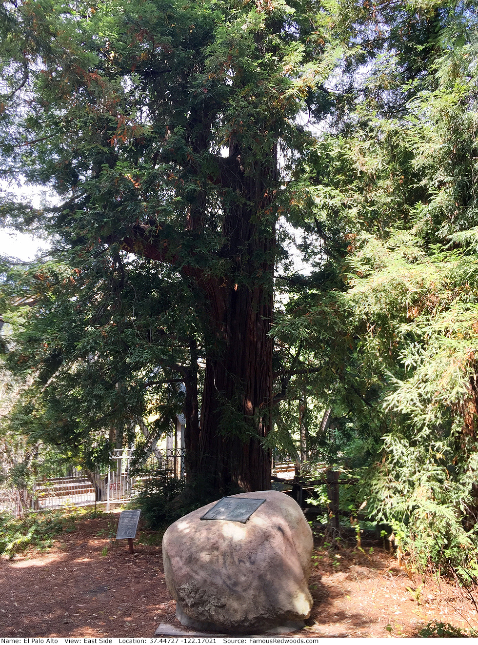 El Palo Alto Tree