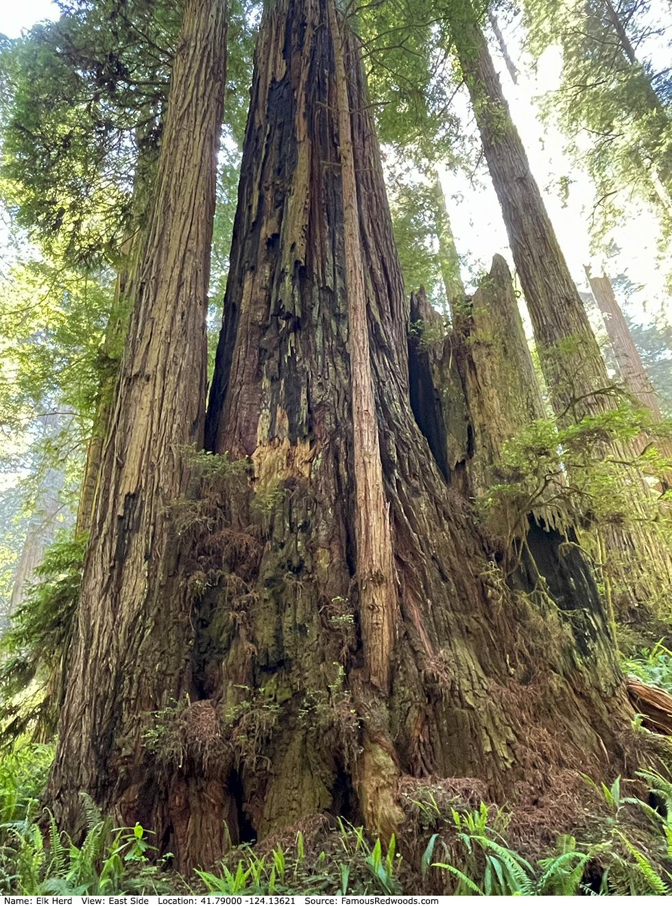 Elk Herd Tree