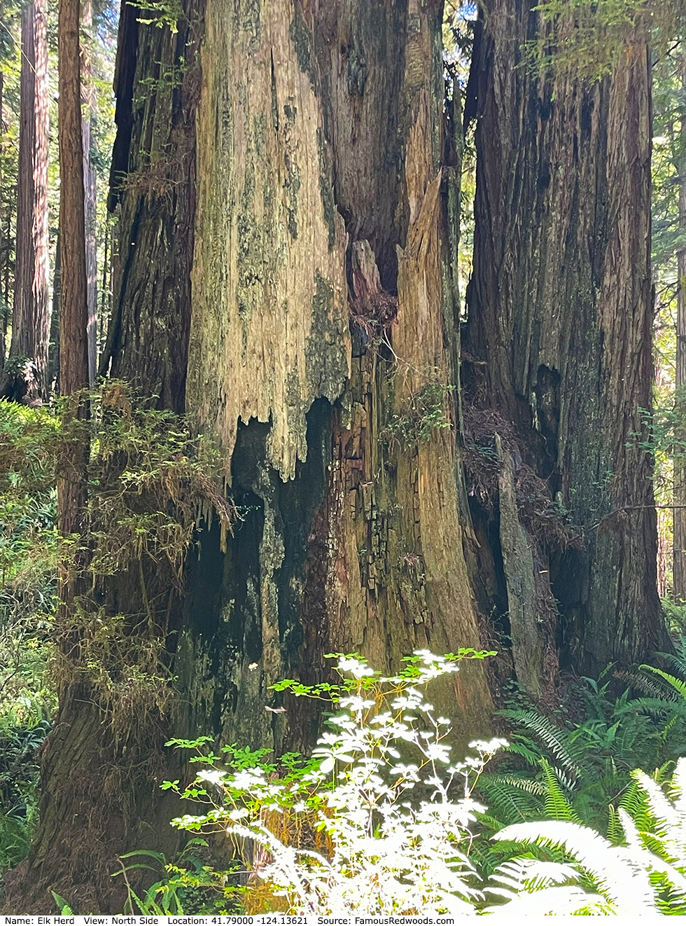 Elk Herd Tree