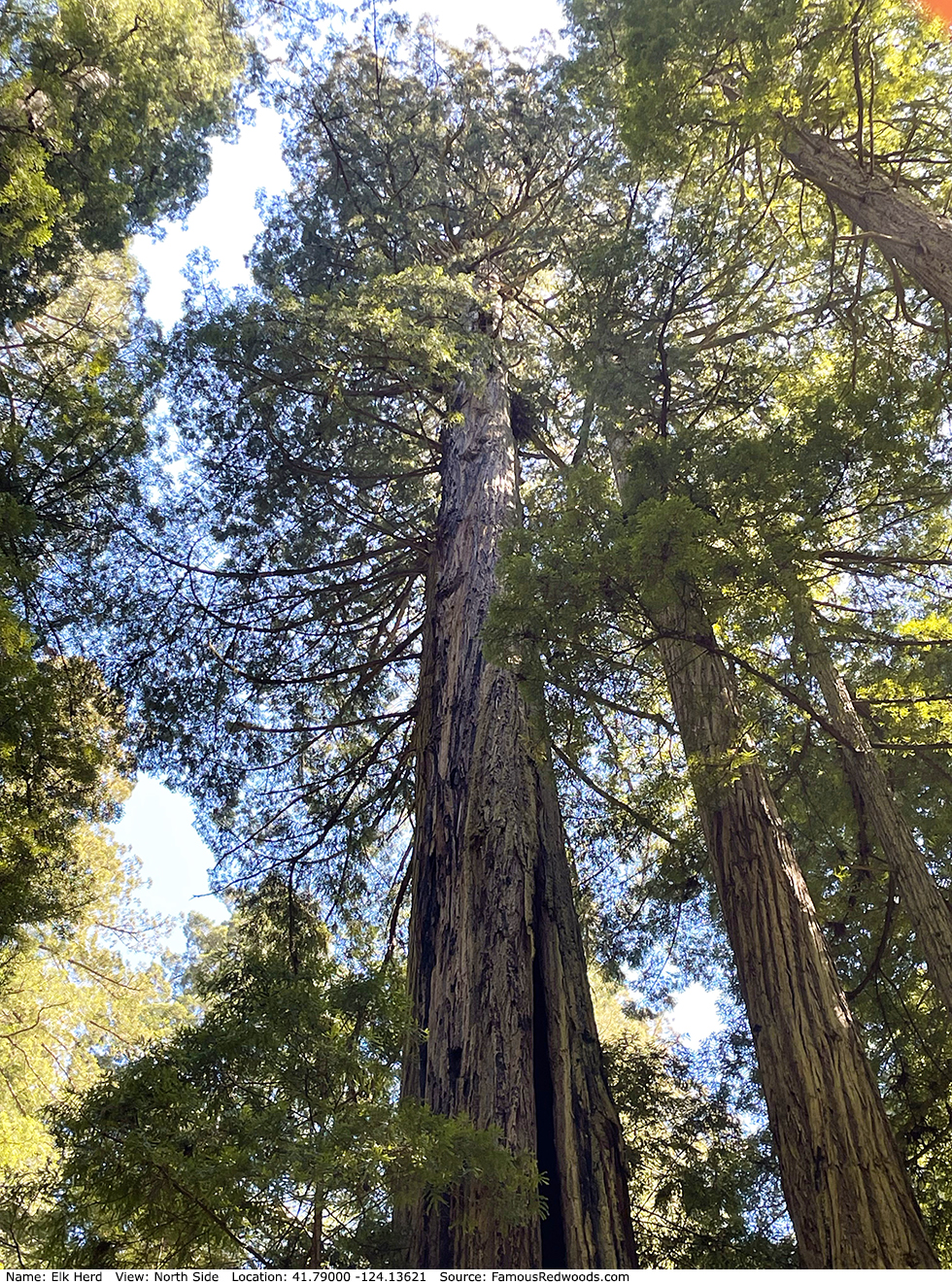 Elk Herd Tree