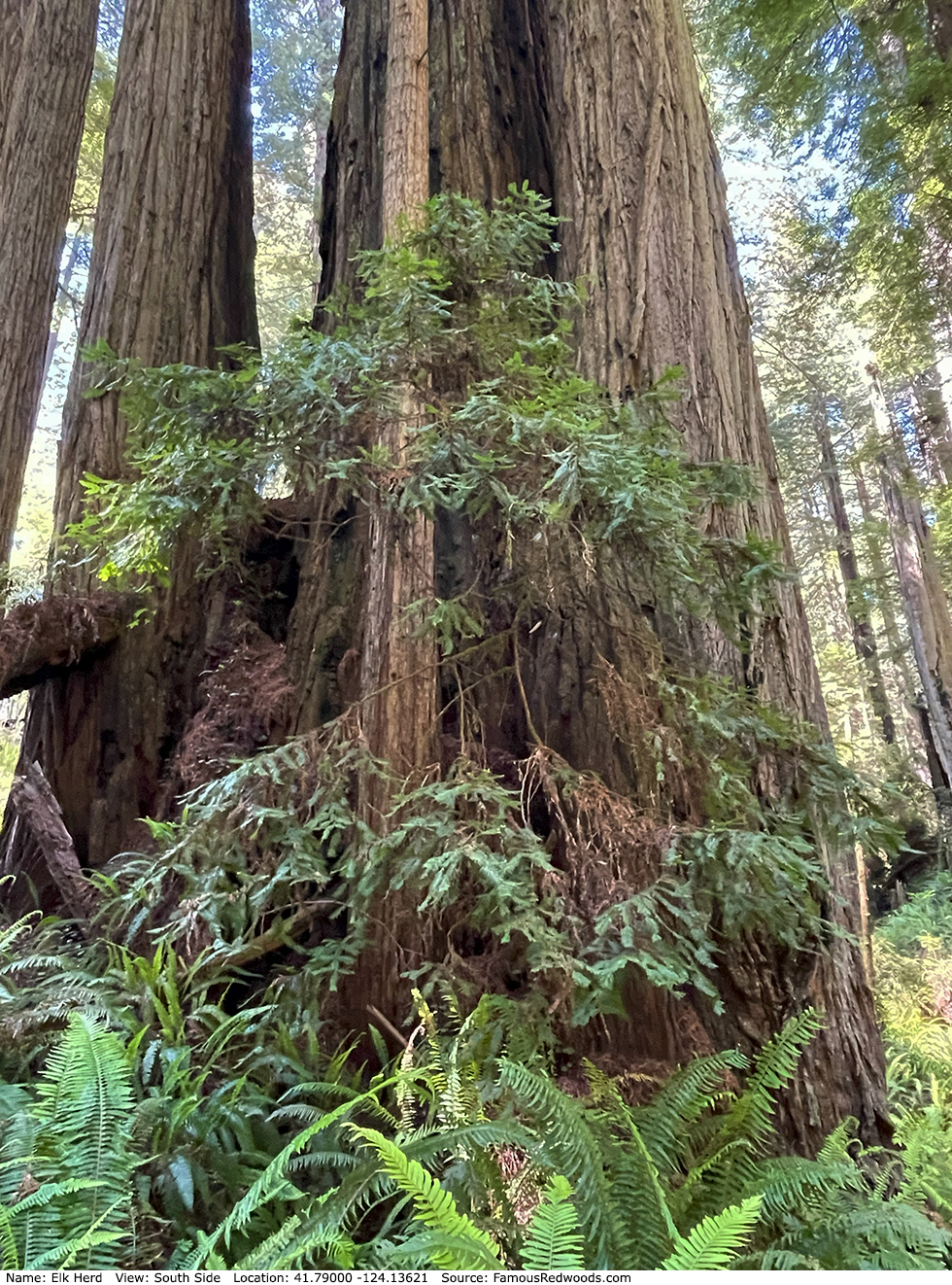 Elk Herd Tree