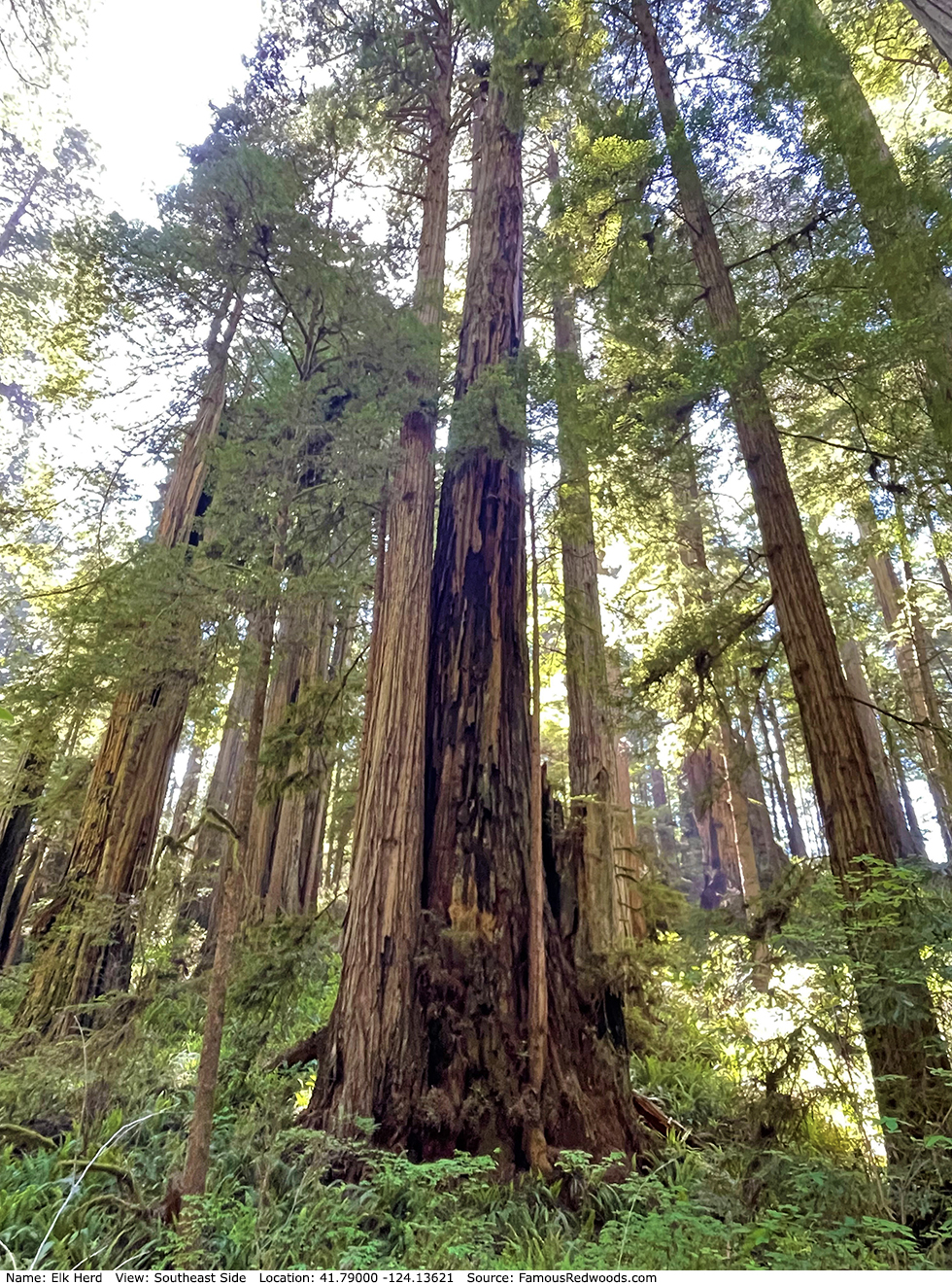 Elk Herd Tree