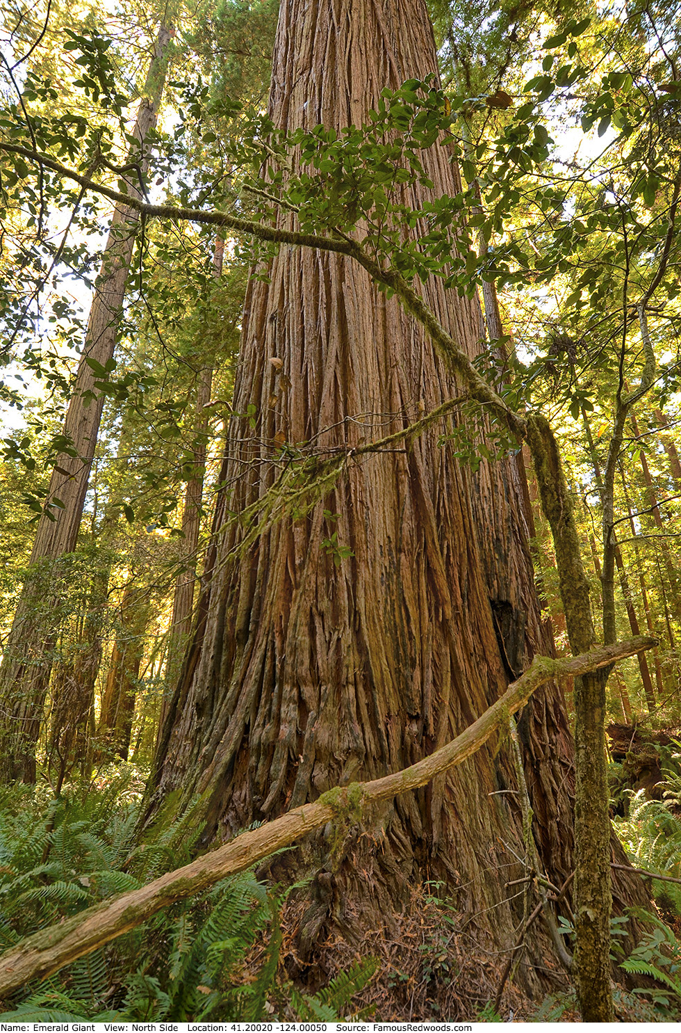 Emerald Giant Tree