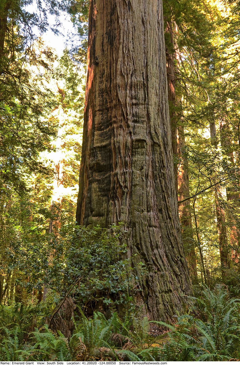 Emerald Giant Tree