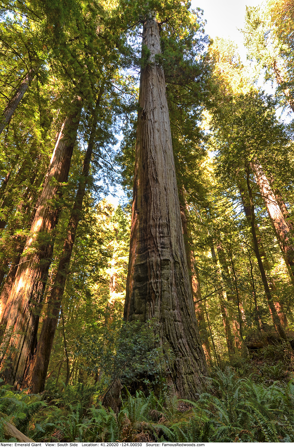 Emerald Giant Tree