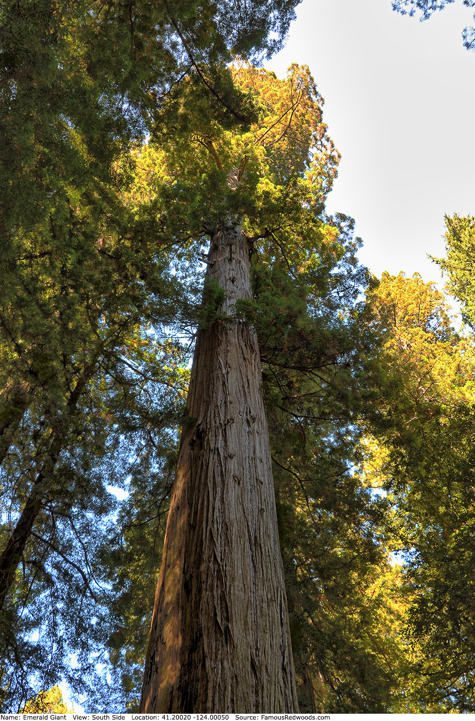 Emerald Giant Tree