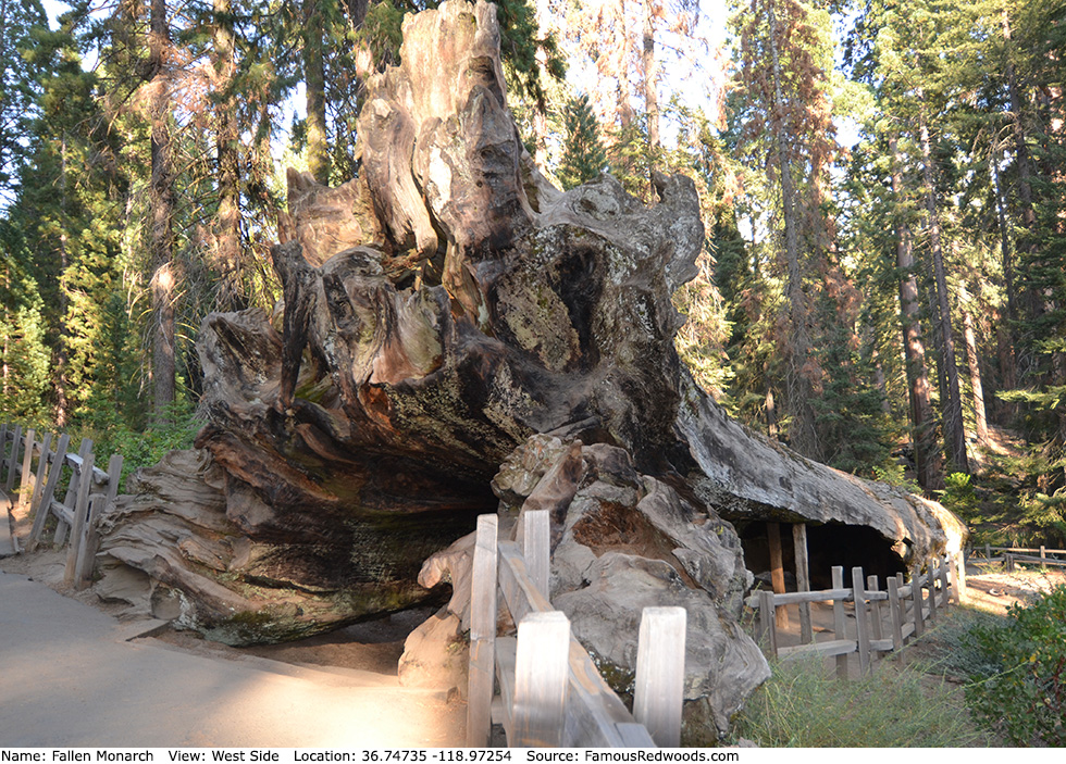 Fallen Monarch Tree