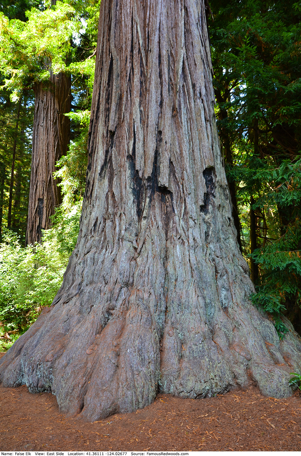 False Elk Tree