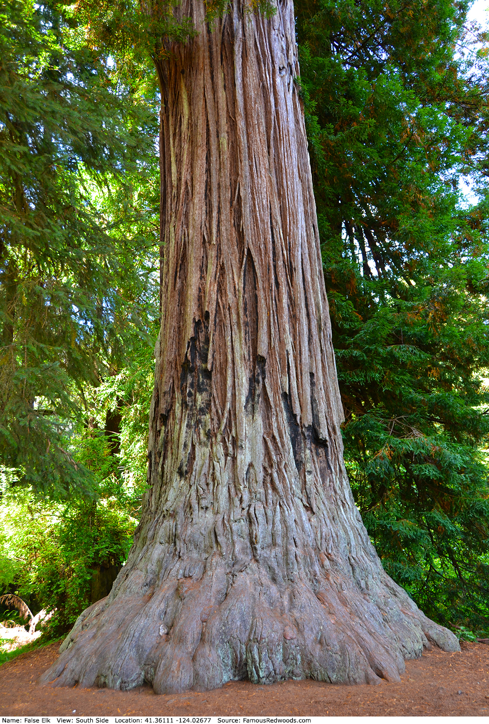 False Elk Tree