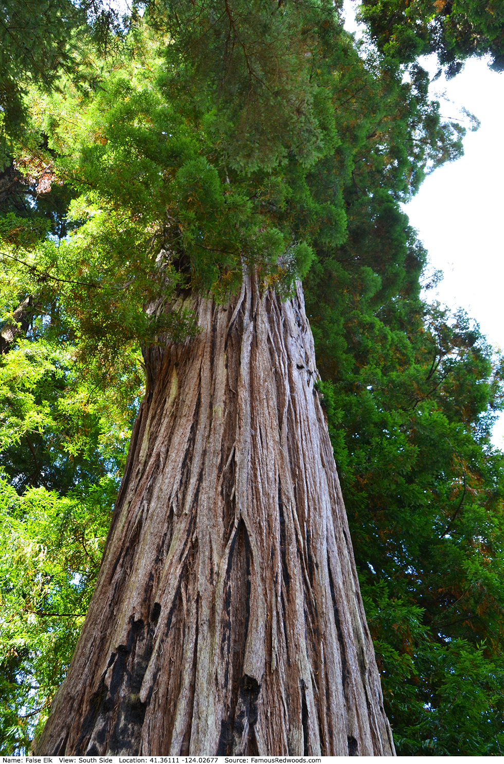 False Elk Tree