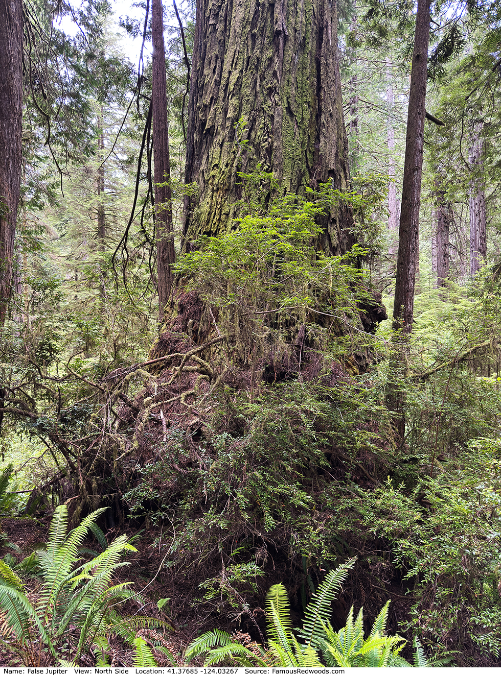 False Jupiter Trees