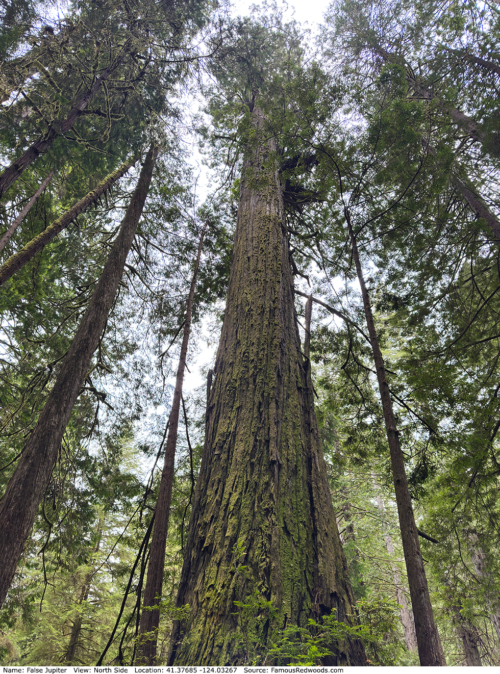 False Jupiter Trees