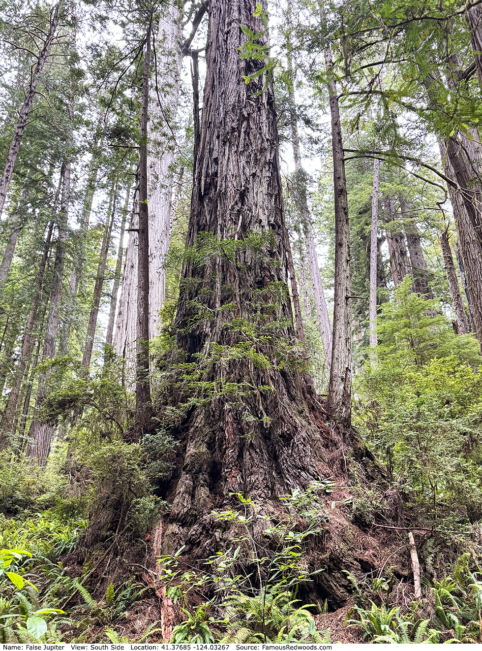 False Jupiter Trees
