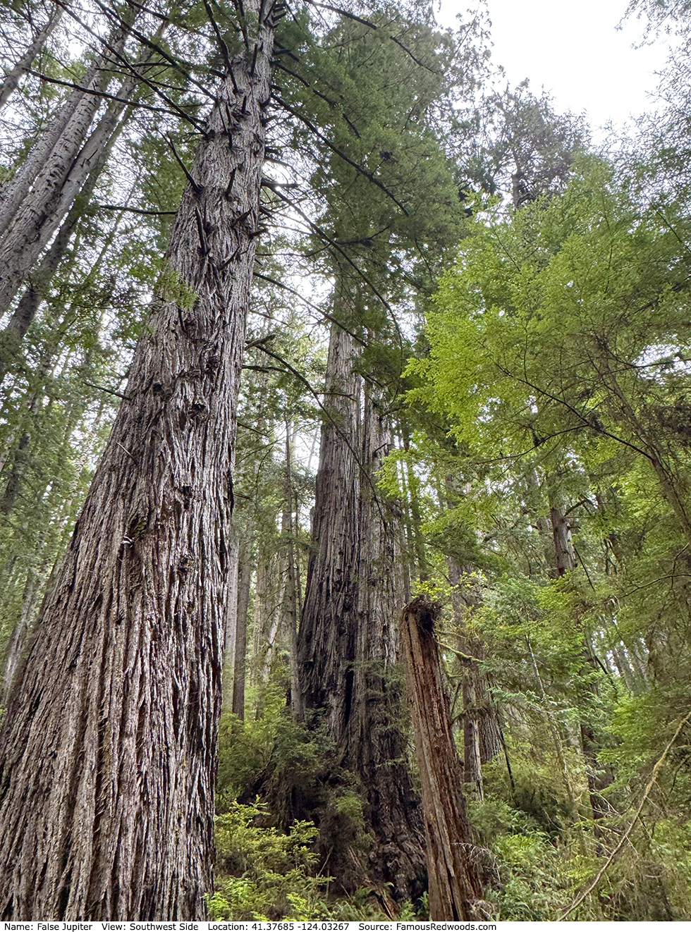 False Jupiter Trees