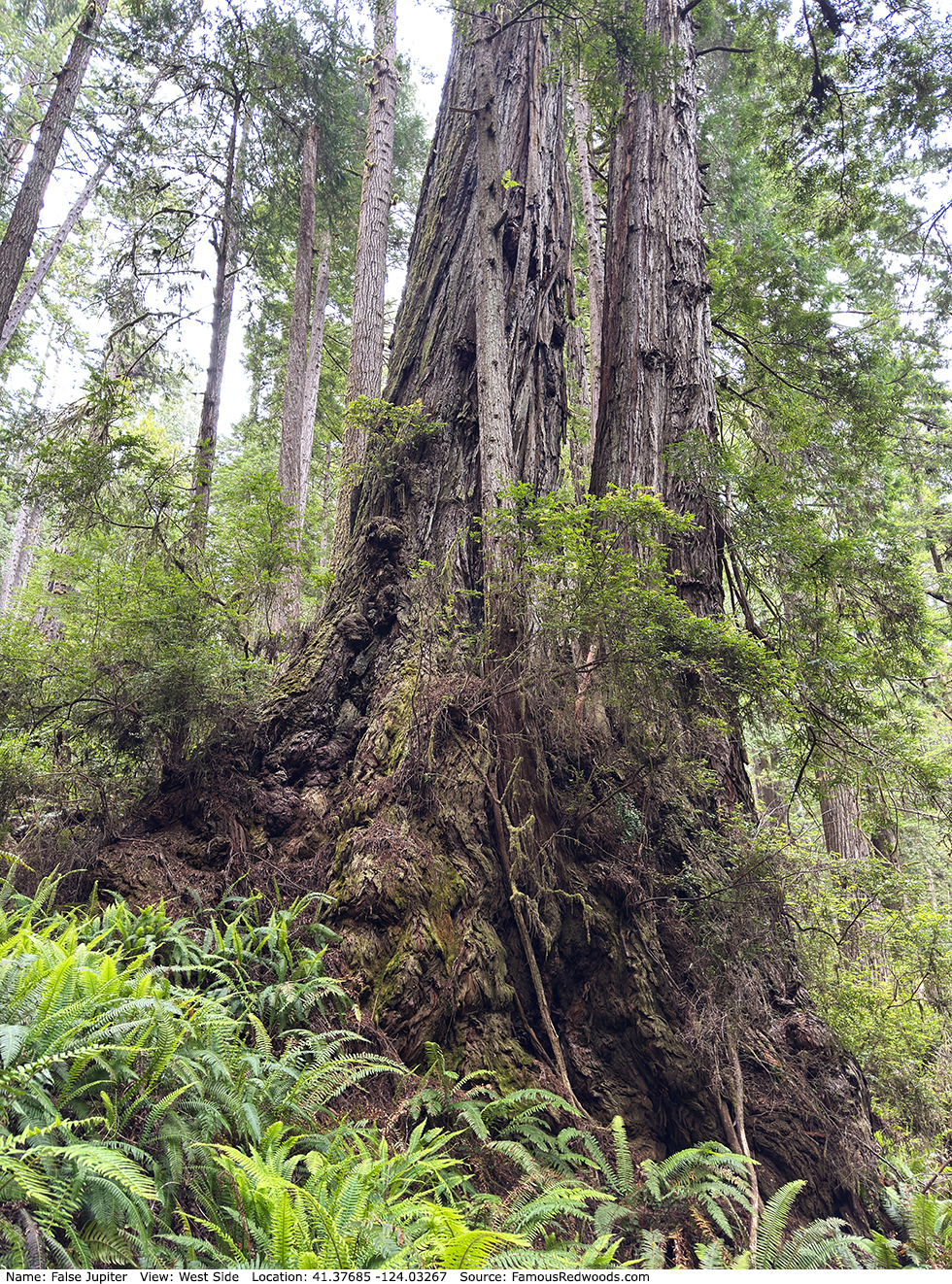 False Jupiter Trees