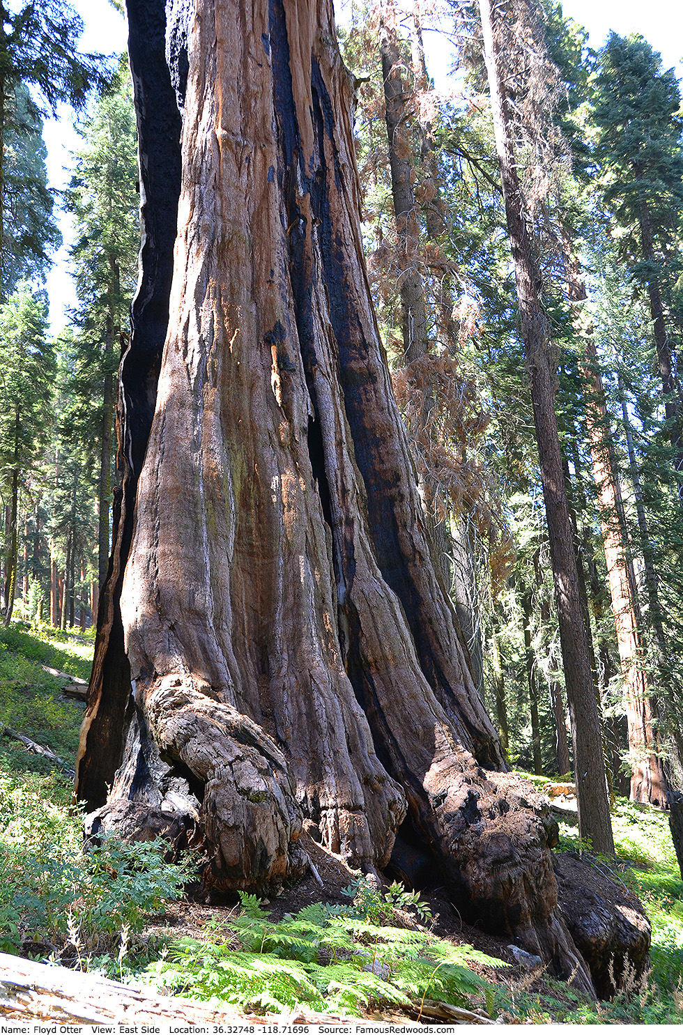 Floyd Otter Tree