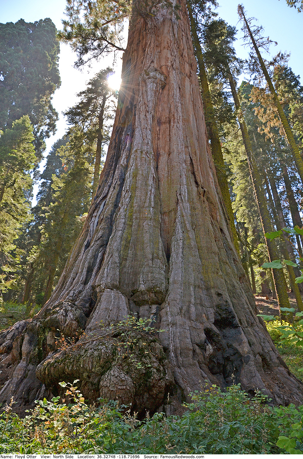 Floyd Otter Tree