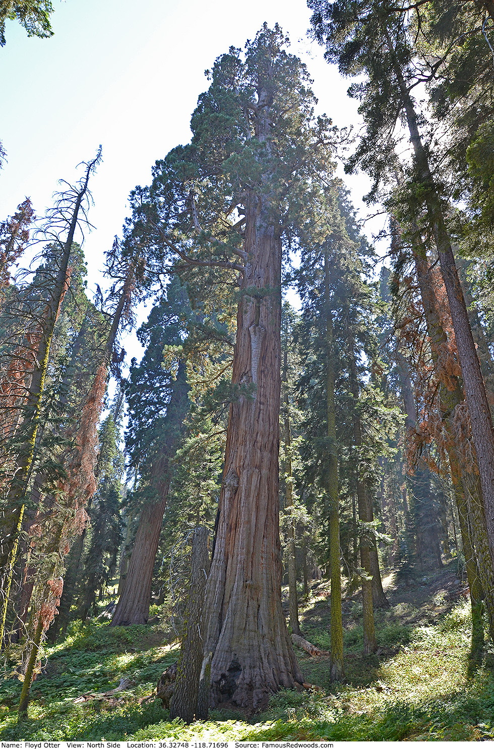 Floyd Otter Tree