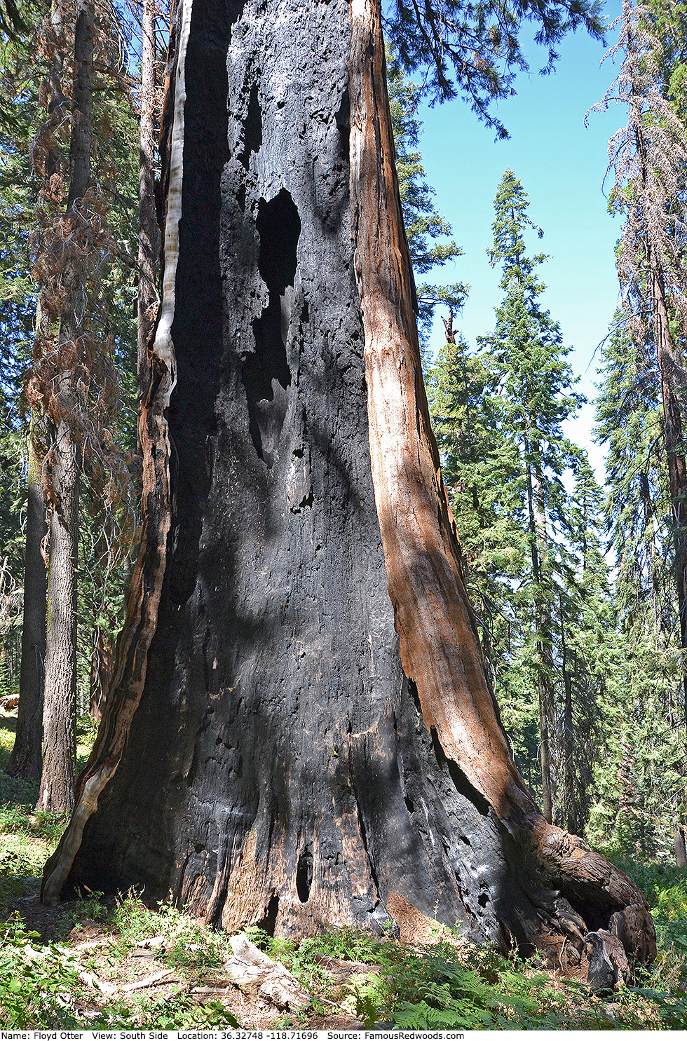 Floyd Otter Tree