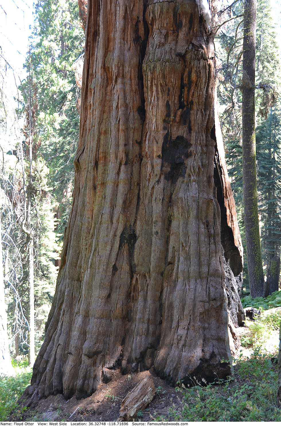 Floyd Otter Tree