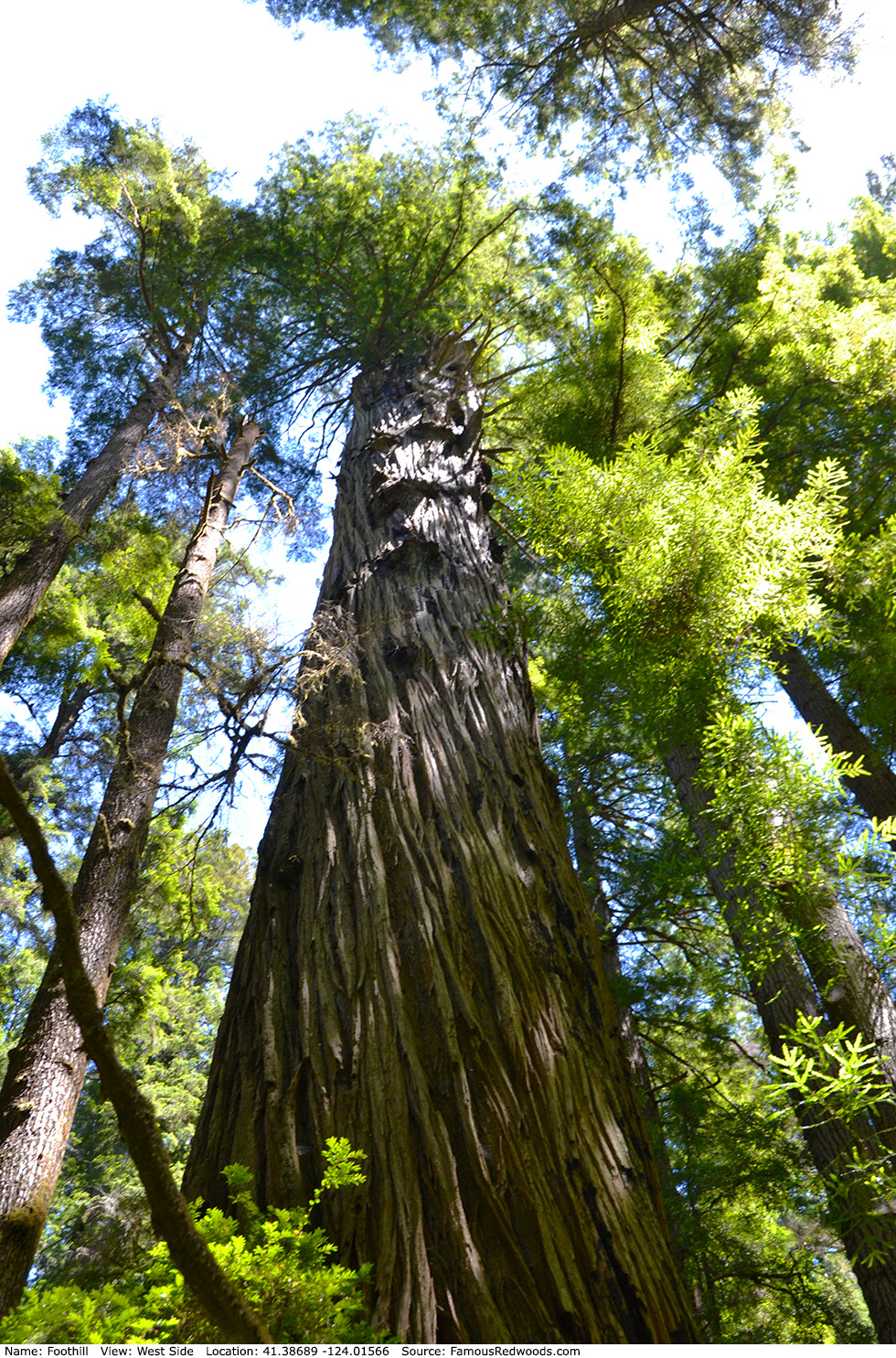 Foothill Tree