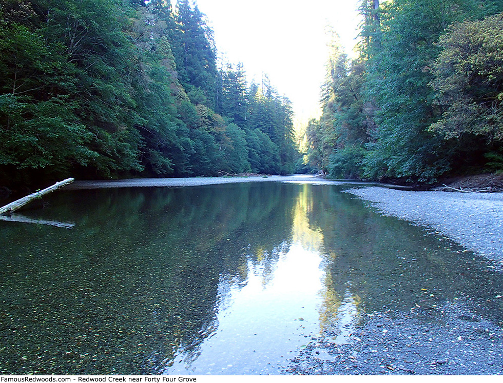 Forty Four Grove - Redwood Creek