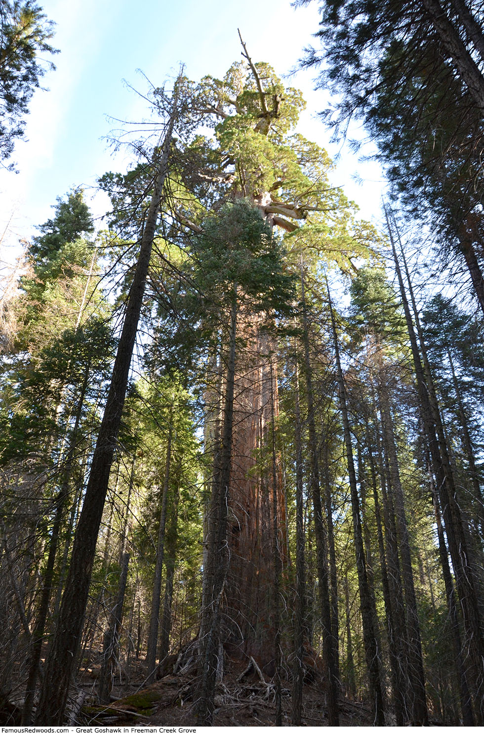 Freeman Creek Grove - Great Goshawk Tree