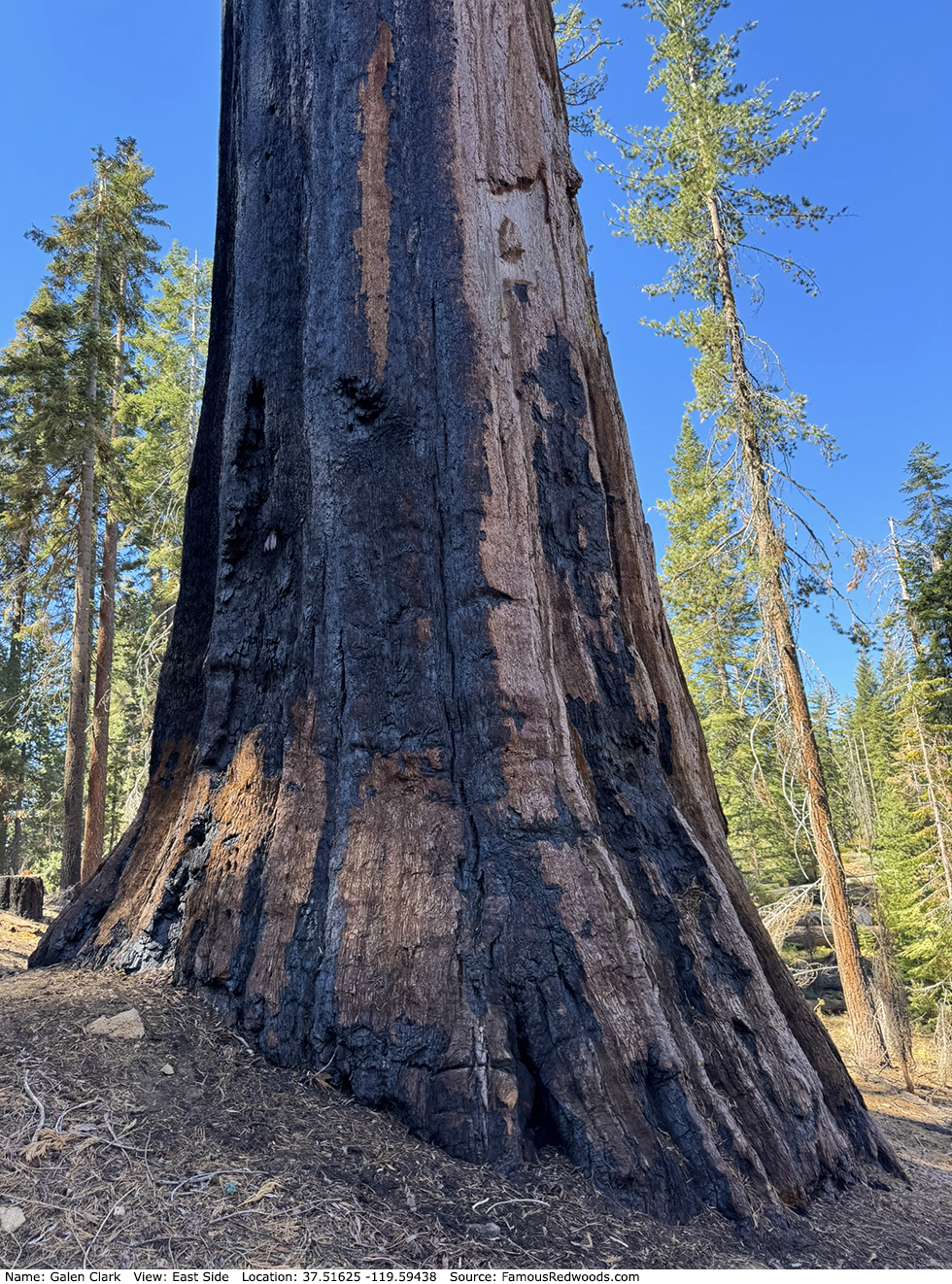 Galen Clark Tree