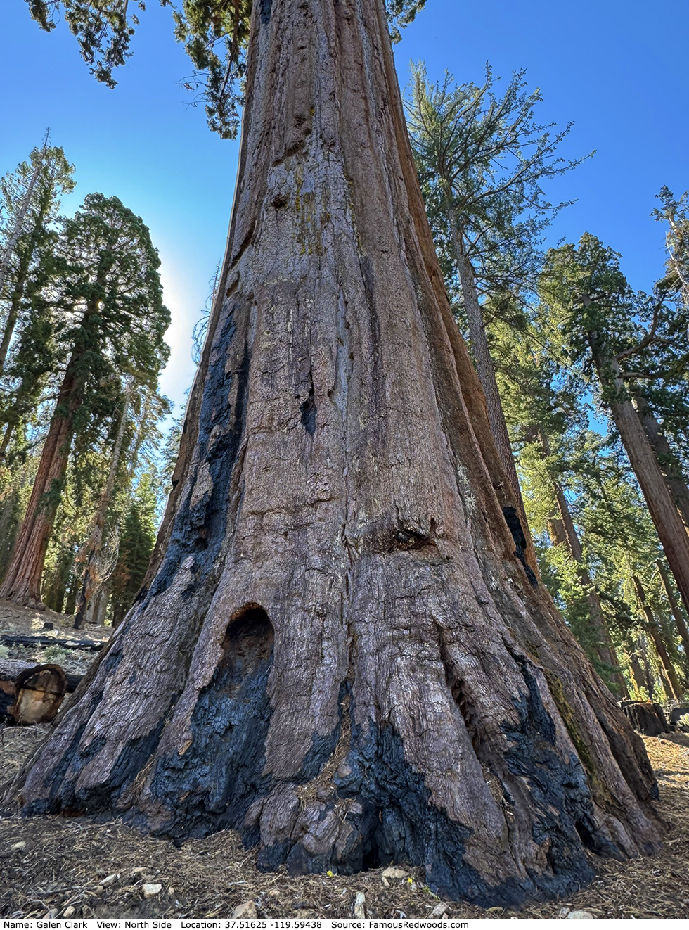 Galen Clark Tree