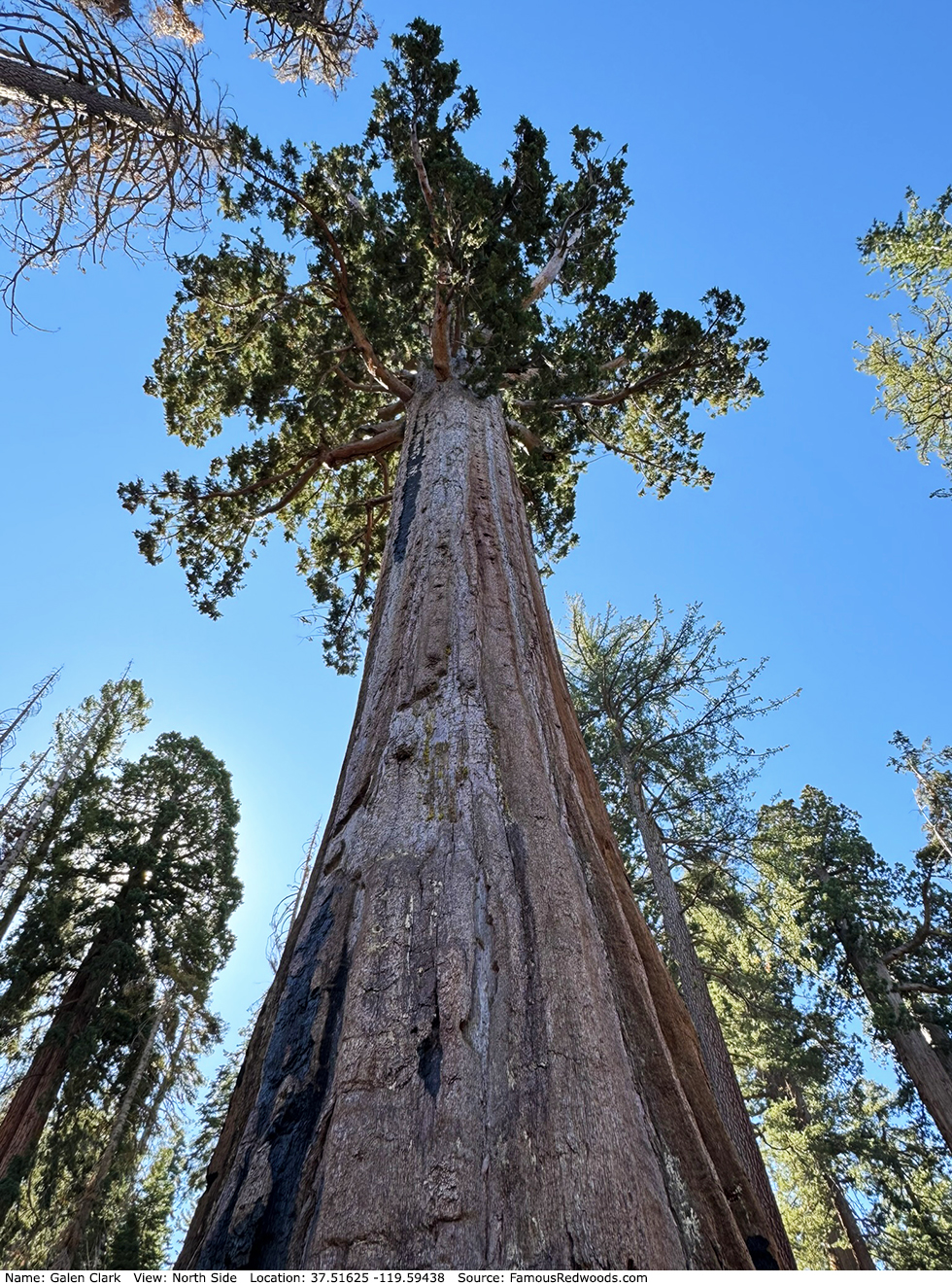 Galen Clark Tree