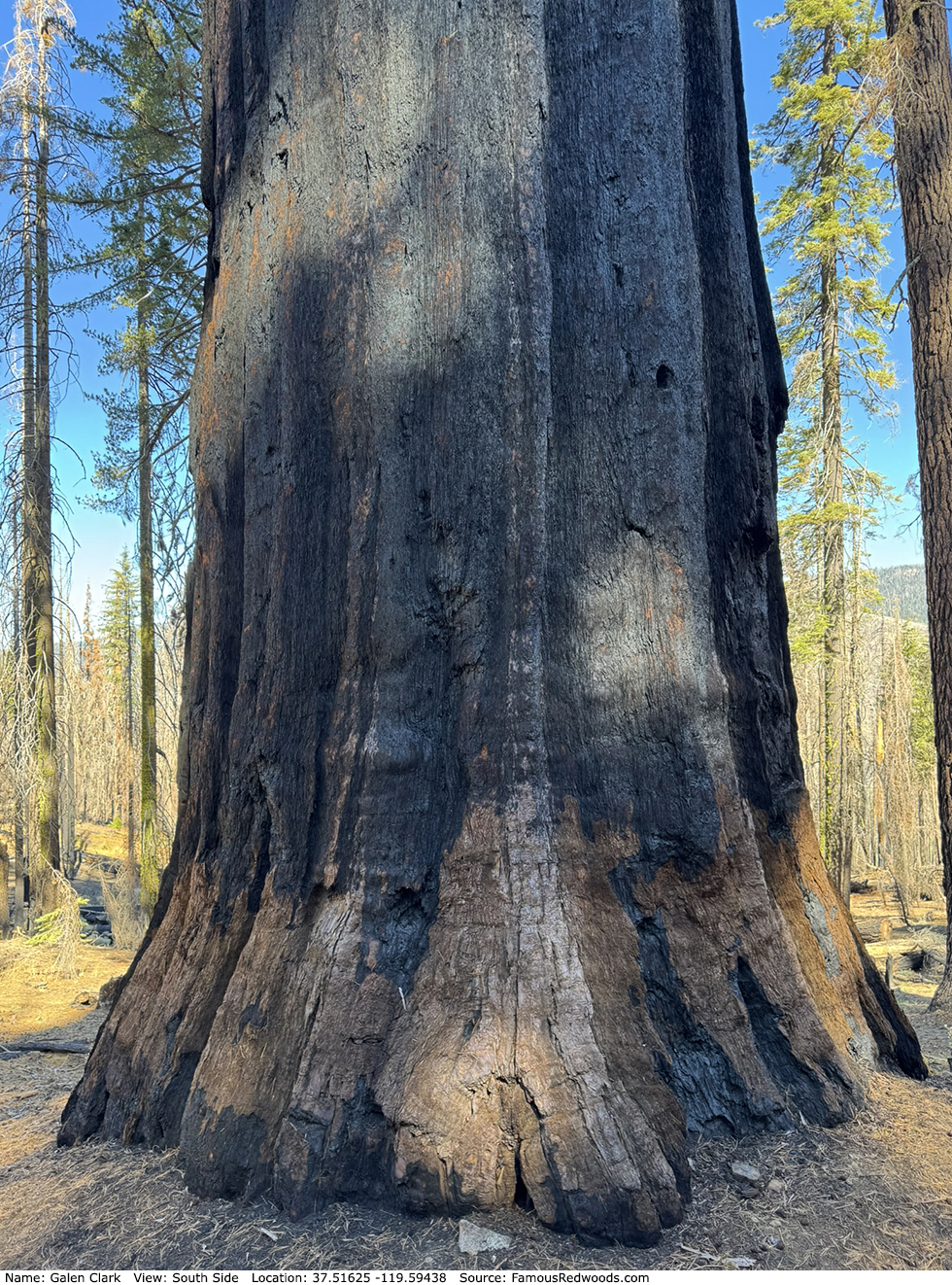 Galen Clark Tree