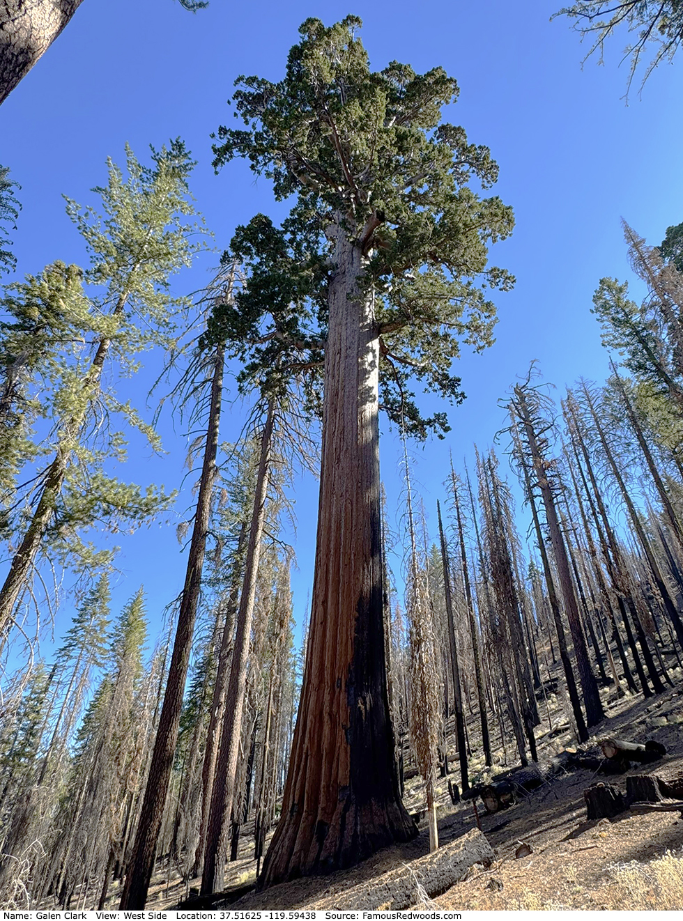 Galen Clark Tree