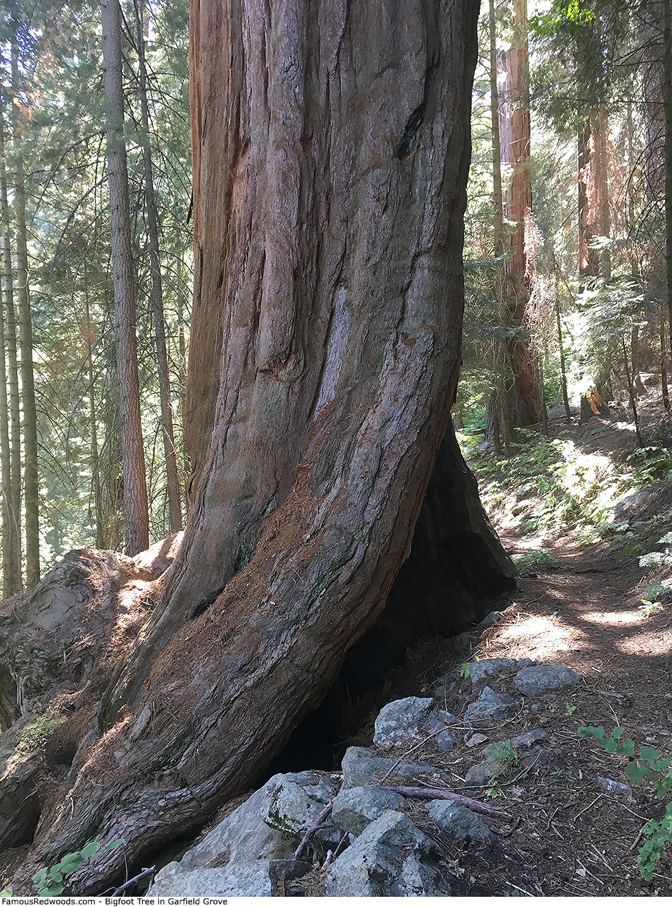Garfield Grove - Bigfoot Tree