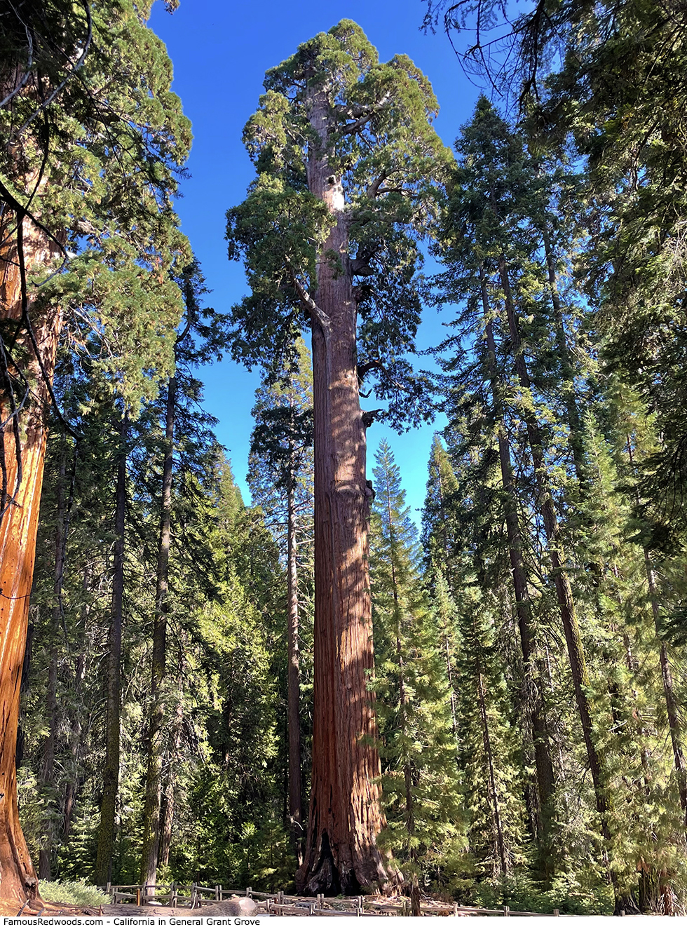 General Grant Grove - California Tree