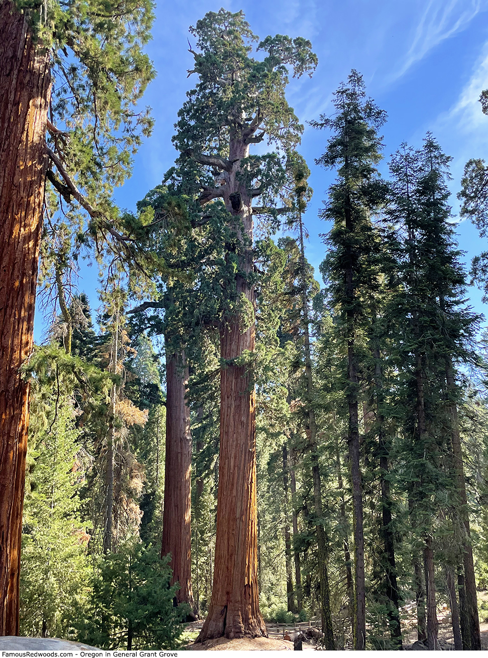General Grant Grove - Oregon Tree