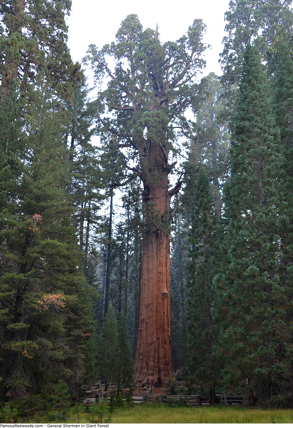 Giant Forest - General Sherman Tree