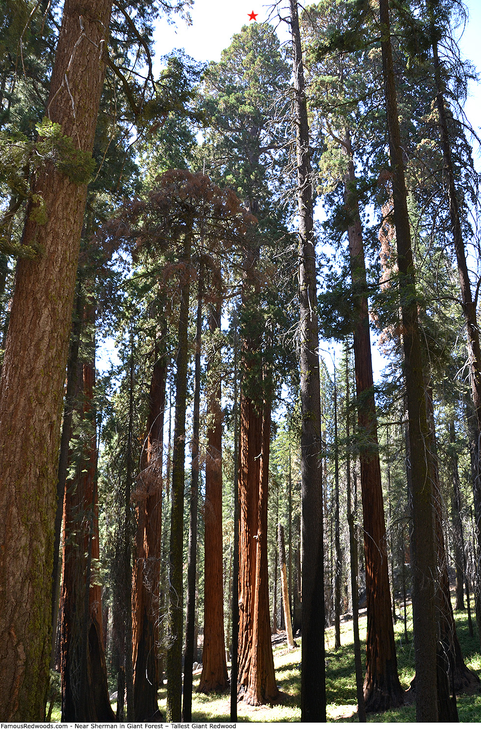 Giant Forest - Near Sherman Tree